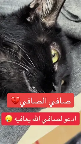 ماكو شي صعب  على رب العالمين .. الله يعافيه شفتو هيج حالات قبل ؟؟ #قطط #كلا #قطط_كيوت   #بارفو #كاليسي #بس  #بسابيس #دكتورة_نبأ_علي  #فطريات_قطط  #طبيب_بيطري #طبيب #دكتورة #بغداد #العراق#فيروس #بكتريا #تحليل #شلل #قط #اسود دكتور #علاج  #ديدان #فطريات #عدوى 