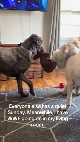 #WWE #pets #dogsoftiktok #snow2024 