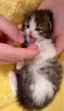 The cute baby😊#cutecat #kitten #pets #fyp 