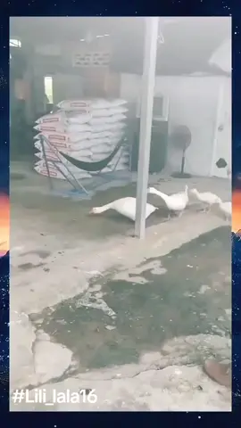 #всебудедобре #новинки #позитив #good #funny #History #funnyreels #ненакручуйсебе 