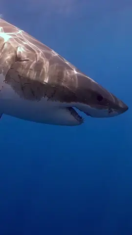I love sharks  🦈  Beautiful Big Great White ❤️ #greatwhiteshark #greatwhite #sealife #ocean #planetearth #nature #wildlife #shark #sharks  #bigshark #oceanconservation  #stopkillingsharks #Love #saynotofinsoup #seamonster #savethesharks #weneedsharks #sharksarefriends #sharksarecool 