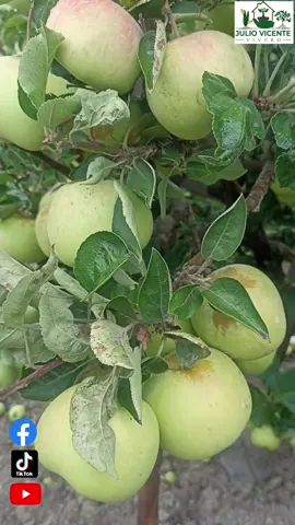 Cladosporium en el campo de Agusto Alan en tunel grande - Imperial #agricultura🚜🌱 #Fitogreen #Cañete #manzana🍎 