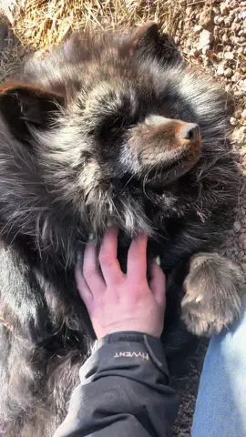 This happy guy is Zak, a *VERY fluffy* melanistic red fox 🦊 commonly referred to as the 