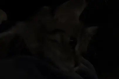 وگانه الله بگولي شيء عليما🍂🤍