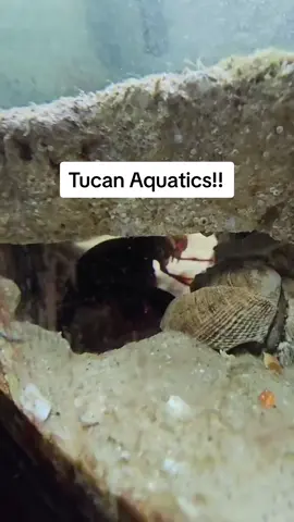 Luna has eggs!! this is crazy!! Rex and Luna must have bred (hopefully) maybe we can have Rex babies!!! #saltwateraquarium #tiktokviral #lunathemantis #posreffish #mantisshrimp #fyp #tucanaquatics #tucan #rexthemantis 