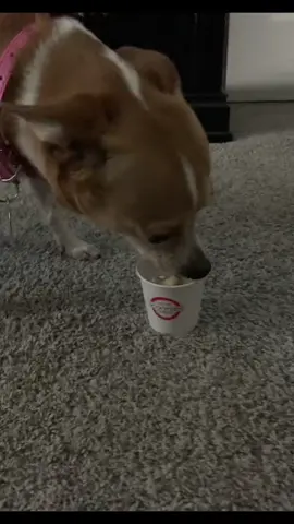 #scooterspupcup #happydog #chihuahuastiktok 