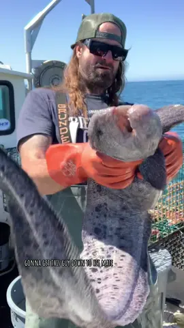Barnacle Chronicles & Wolf Eel’s Doesn’t get any better than that! #fyp #crab #seafood #natgeo #eel #sustainable #oceanlife #ocean #seacreatures #natgeo 