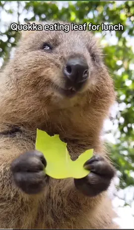 Quakka love ❤️ #quokka #wombat #exocticpets #australia #kawaii 