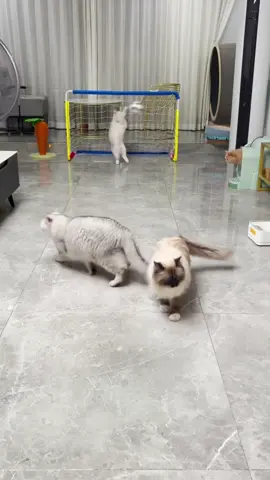keep getting hit 🤣 #cat #catvideo #talentedcat 