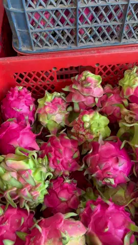 buah naga merah👍🏻 siap kirim kemanapun🚚 pemesanan bisa hubungi +62822-6633-3366💸 #fyp #buahnaga #buahnagamerah #suplierbuah #suplierbuahsegar #buahnagamerahmanis 