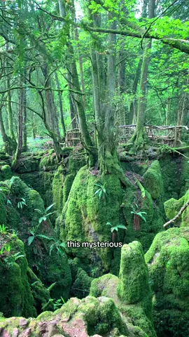 Fairytale Places in England:  A Fairytale Forest in the U.K. ⬇️🌳 🌳 GO HERE:  To England’s largest oak woodland: the Forest of Dean. Sandwiched between the Severn and the Wye River, this ancient sea of 20 million trees sucks you in, shielding you from the daily grind with just about every distraction you can think of. ✨VISIT THIS:  Puzzlewood in the Forest of Dean. With its twisted ancient trees, tumble of paths and steps, and velvety moss-covered crags, Puzzlewood it is straight out of Middle Earth. Indeed, JR Tolkien is reputed to have based his imaginary worlds on Puzzlewood. You can easily spend the day in Puzzlewood, exploring its fairytale Scowles, crooked bridges, and paths. If you can, go as early as possible to catch its natural beauty before the rest of the world visits. @puzzlewoodfod 🍽️EAT HERE:  In the historic courtroom of the Speech House Hotel. It was originally built as a hunting lodge for King Charles II in 1669. It’s here that the Verderers Court is held, and has been for several centuries. This court is a sort of parliament for the Verderers and Freeminers managing the forest, game, and mineral resources of the area. Visit The Speech House Hotel to see the court room – now the Verderers’ Restaurant – and many of the original features from the courtroom’s long history. @thespeechhousehotel 🛌Ad | STAY HERE:  Possibly the most stylish place to stay in the Forest of Dean: Woofield Accommodation. Housed within an historic Georgian house in the tiny village of Newland, the suite of three apartments have been stunningly brought back to life by their talented interior designer owners. Elegant on the inside, forest-quiet on the outside, dog-friendly and affordable from £125pn. @woofield_accommodation Forest of Dean | Fairytales Places in England | UK Hidden Gems | Fairytale destinations | Wye Valley  @visitdeanwye #visitdeanwye #affordableadventure #budgetfriendly #forestofdean #puzzlewood #forestweekends #weekendawayuk   #ukstaycation