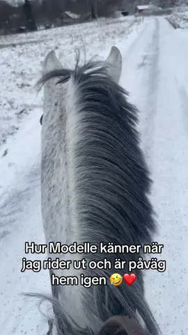 #foreyoupage #fyp #modelle #Elle #happyhorsehappyrider 