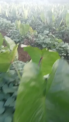 lagi main di sawah liat kebun ubi ungu sama talas Bogor punya bapak🥰🥰 #bismillahfyp #tiktoker 