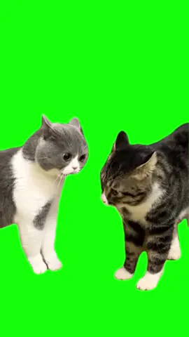 Green Screen Talking Cats Meme #greenscreen #greenscreenvideo #catmemes #catmeme #cats 