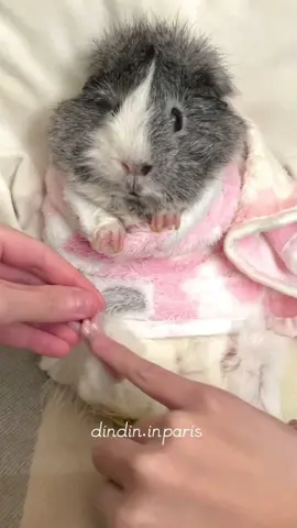 Dindin’s little brother Dodo is more well-behaved😆 #guineapigs #cute #guineapigsoftiktok #pui #fuuny #animals #Love #guineapiglove #ConSantanderConecto 