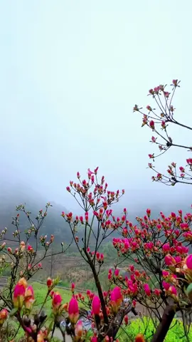 #beautiful flowers #beautiful scenery #beautiful music 💖🧡🧡❤️🌹🍀🍀🍀💚🌈🌈🌷❤️‍🔥