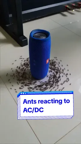 Ants reacting to @AC/DC. #ants #acdc 