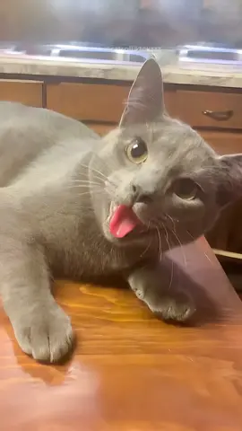 The end 🤣 episode 72 #funny #funnyvideos #cat #catsoftiktok #pet #fyp #funnypets #funnycat #animals #funnyanimals #🤣🤣🤣 #PetsOfTikTok #foryoupage 