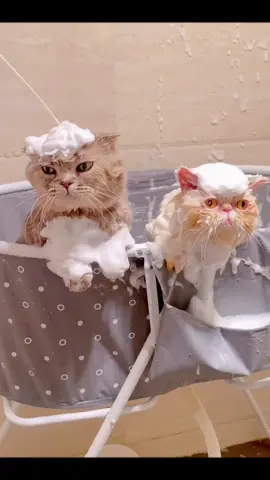 They are not afraid of bathing at all, it feels like they are enjoying it🤣#pet #fyp #cat #funnyvideos #cutecat #catsoftiktok #cats 