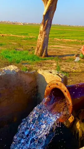 #الرقة #الرقة_المنصورة #عدسة_فراتي #الرقة_اهلنا #فراتيات #🍀 