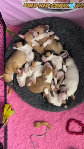 🥰🥰🥰 📸 #instagram  repost @wild_red_guardian_fci #minibullterrierworld  #minibullterrier #minibull #minibullterriersofinstagram  #minibullterriers #minibullterrierlove #minibullterrierpuppy #minibulli #minibully #minibullterier #minibullies  #minibullterrierpics #minibullpuppy #minibullpuppies #minibulle #minibullie #minibullterrierlover #minibullinstagram #minibullys #bullterrier #bullterriers #bullterriersofinstagram #bullterrierlovers