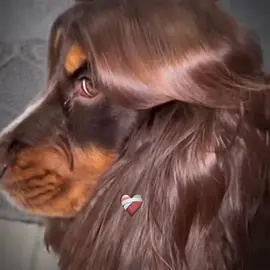 😂👍 #funny #trending #fyp #funnyvideos 