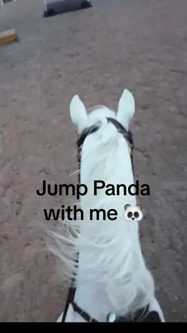 Jump Panda around arena XC course with me 🐼 #pov #horse #horseriding #eventing 