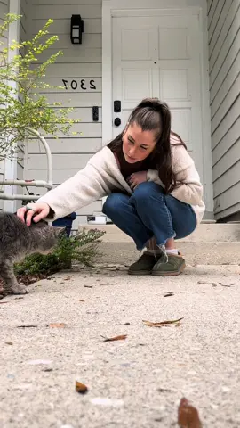 making friends w the neighborhood stray 💌 #straycatsoftiktok #straycats #straycat 