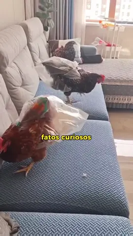 Fatos curiosos que você não sabia.⚠️ #fatoscuriosos #curiosidadesaleatorias #fatosaleatorios #fatosuteis #fatosbizarros 