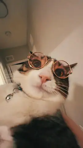 Meus Óculos de Sol b☀️ #gatostiktok #amazonfinds #gatodeoculos #petglasse 