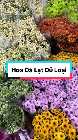 Hoa Đà Lạt.#hoadalat #hoatuoi #hoanhapkhau #flowers #hoadalat💐🌷🌺 #chohoatuoi #