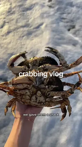 we luv females but NOT female crabs 😪🦀#crab #crabfishing #crabbing #dungenesscrab #fishingvlog #fisherwoman #fishtok #oceanbeach