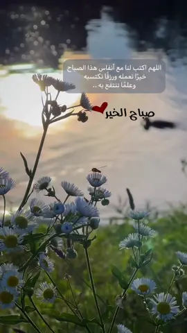 #صباحكم_معطر_بذكر_الله #صباحكم_أحلى_صباح #صباح_الخير  #اصبحنا_واصبح_الملك_لله__صباح_الخير #دعاء #مقاطع_دينية #غزة_العزة#for #ترند #رمضان #fypシ  #friday @🇸🇦 Shary…505  @🇸🇦 Shary…505  @🇸🇦 Shary…505 