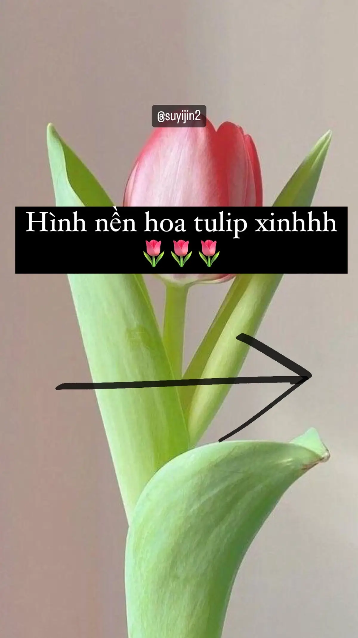 #xuhuong #xh #cobethichhoa🌷 #foryou #fypシ #fyp #hình_nền_điện_thoại 