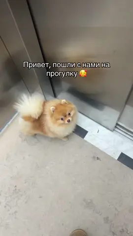 Это у всех такая реакция на снег или только у нас?👀 