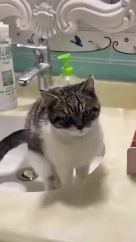 Jokes are not fun#catsoftiktok #cats #catlover #foryou #tiktok #cattok 