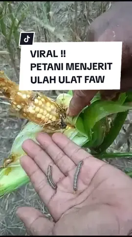 PERTANDA APA INI ???  #fypシ #fyp #fypシ゚viral #lampung #ulatgrayakjagung #seranganulat #ulatjagung #ulatfaw #petanijagung #petanimuda #komunitaspetanijagungindonesia🌽 #jagungpipil #hargajagung #pertanian #lampung #dinaspertanian #faw #petanimenangis @kementanri @