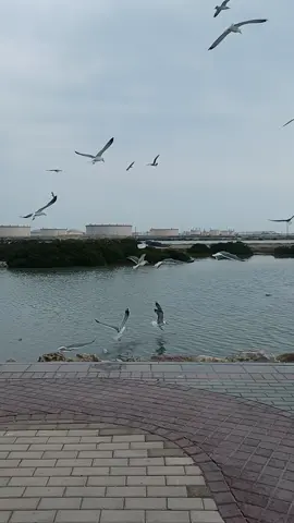 #بحر-المعامير#البحرين🇧🇭 #طيور-البحر#منظر_طبيعي_رائع #طبيعه_تصويري #تصويري📸 