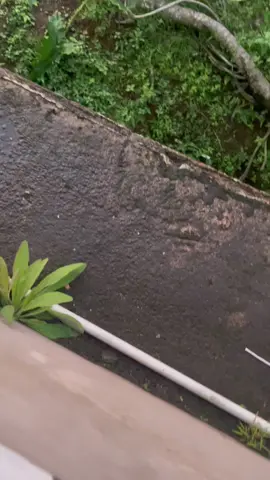 Senja di hari ini #pondokpesantren #azzainiyyah 