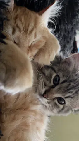 Protecting his dreams #catslove #catsoftiktok #BestFriends #kittens #cute
