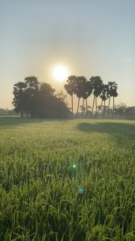 🎵คาถามหานิยม #บรรยากาศยามเช้า#บ้านนา#ข้าวออกรวง#ชาวนา👩‍🌾👩‍🌾🌾🌾🌾 #คลองสามวา #กรุงเทพฯ 