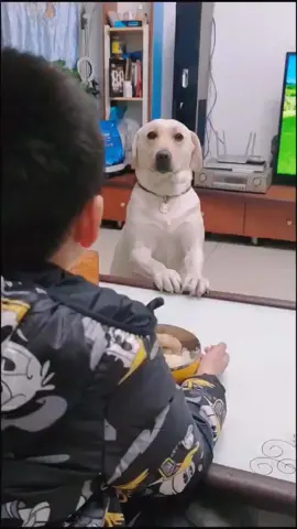 #funnyvideos #funnyanimals #dogsoftiktok #lovedog #fyp #foryou 