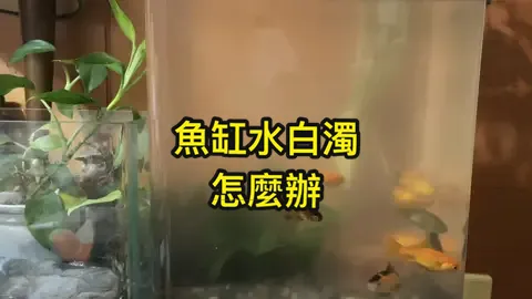魚缸水變白混濁該怎麼辦？#魚缸 #水族 #養魚 #fyp 