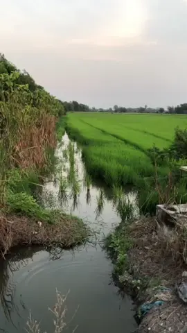 VERSI RELL CURADO DC#curadodc#rell#longcast#casting #castermuda🎣💯#masihbelumcapaitargetdiidamankan #zingzing#reelbcbunyizing #rellbunyizing #haruan#trendrell#relldiidamankan#pemburusneakerhead #fyp #fypmasukberanda #fyppppppppppppppppppppppppppppppppppp #💯 