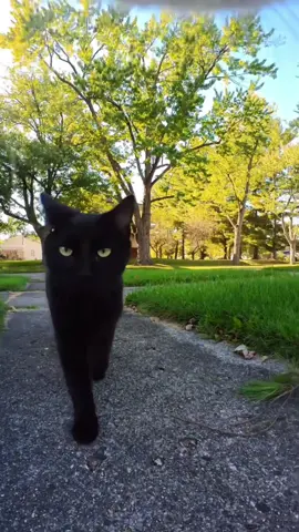 Feline Vloggers 📣🐈🎥 #fyp #cat #meow 