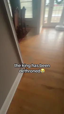 ignore the smacking at the end lf the video #fyp #xyzbca #viral #dogsoftiktok #fypシ #dog #meme 