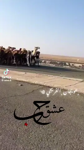 انهزم ياخليف #الرولة #الفرجه #الروله_الفرجة #الجلاس #طريف #هديب #هدبان #طريف_الشمال #عنزة #شمر 