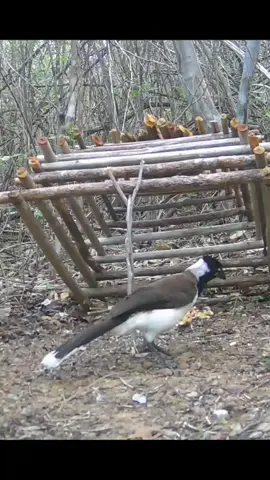 pegando cancão na arapuca🌵❤️ #caatinga🌵 #sertaodonordeste🌵 #arapuca #nordestino #coisasdonordeste #avesdacaatinga 