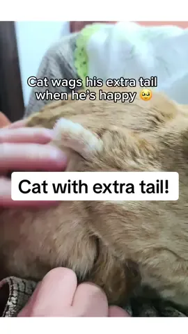 Its always the orange cats😭!!! #orangecatsoftiktok #catsoftiktok #wholesome #aww #adorableanimals #animalsoftiktok #fyp 