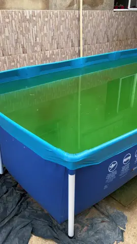 Piscina de plastico verde 😮‍💨 #viral #piscina #satisfatorio #limpeza #satisfaction #satisfying #casa #fy #viraltiktok #viralvideo #fyp #verao #satisfy #CleanTok 